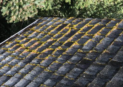 Roof covered in moss and debris